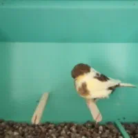 گلاستر اورجینال|پرنده|مشهد, احمدآباد|دیوار