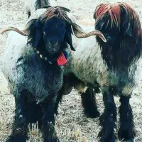 میش بختیاری. خ ر ی د ا ر م