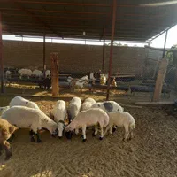 فروش بره وکره محلی باقصاب رایگان|حیوانات مزرعه|رفسنجان, |دیوار