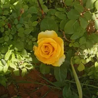 خط رند سری اول 09171176865