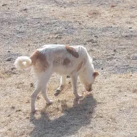 توله سرابی ۴نیم ماهه|سگ|باسمنج, |دیوار