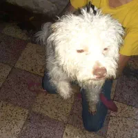 سگ شیتزو ماده
