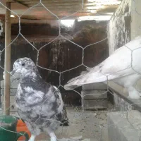 این دوتا کفتر نرو ماده جوجه خودم هستند
