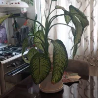 گل دیفن باخیا|گل و گیاه طبیعی|تهران, افسریه جنوبی|دیوار