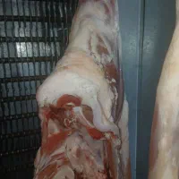 فروش گوشت  بره درجه یک