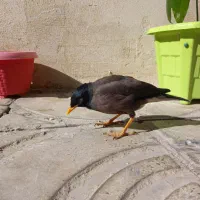 مرغ مینا|پرنده|ماهدشت, |دیوار