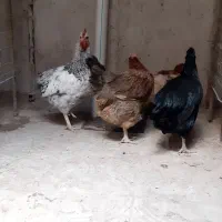 مرغ خروس محلی