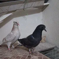 جوجه کفتر درجه ۱