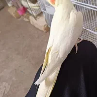 عروس هلندی