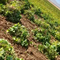 نیازمند نیرو برای چیدن لوبیا