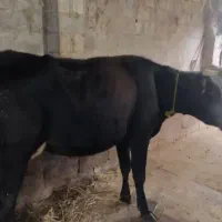 گاو دورگه با گوساله