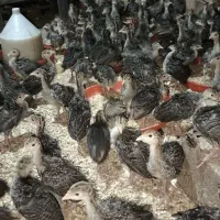 جوجه بوقلمون برنز انگلیسی40روزه