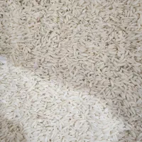 برنج محلی