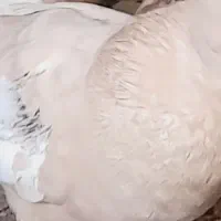 کفتر سینه زرد