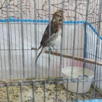 قناری سالم سرحال