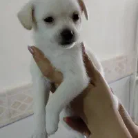 سگ فروشی شیواوا