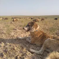 سگ گله|سگ|رضویه, |دیوار