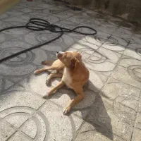 واگذاری سگ پاکوتا|سگ|شهریار, دهشاد بالا|دیوار