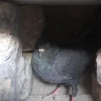 کفتر|پرنده|تهران, شهرک بعثت|دیوار