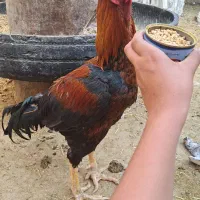 خروس لاری|حیوانات مزرعه|کوخرد هرنگ, |دیوار