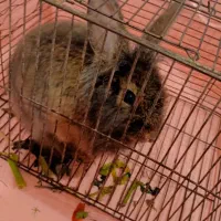 خرگوش خانگی