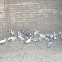 کبوتر|پرنده|شراء, |دیوار