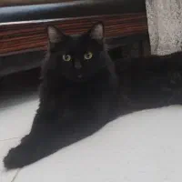 پیشی پشمالو سیاه.پرشین ایرانی.|گربه|کرمان, |دیوار