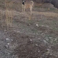 واگذاری سگ سرابی