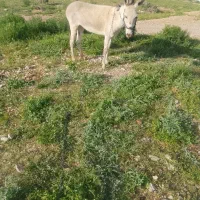 الاغ ماده گله ای