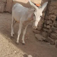 الاغ نر گله گرد