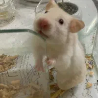 همستر بازیگوش|موش و خرگوش|بوشهر, |دیوار