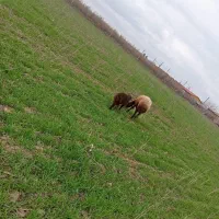 میش بره دار|حیوانات مزرعه|سنگدوین, |دیوار