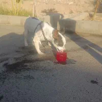 سگ ماده