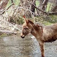 کره خر ماده