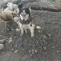 سگ هاسکی
