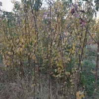 انواع نهال آلو و نیلک|گل و گیاه طبیعی|زبرخان, |دیوار