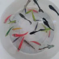 ماهی زبرا