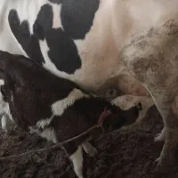 گاو گوساله دار