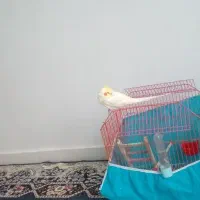 طوطی عروس نر