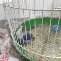 پرنده کوتوله و عروس