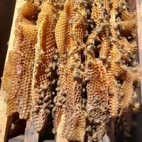 فروش کندوزنبورعسل زنبور کارنیکا