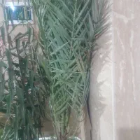 درخت نخل خرما|گل و گیاه طبیعی|تهران, آزادشهر|دیوار