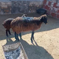 میش۱|حیوانات مزرعه|چناران, |دیوار