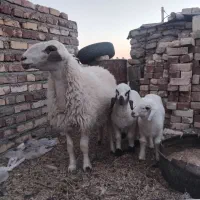 گوسفند بادوبره
