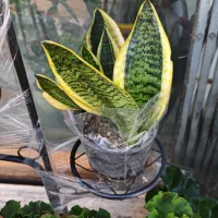 گلفروشی گیاهان آپارتمانی