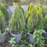 گل و گیاه نهال|خدمات باغبانی و درختکاری|شاهدشهر, |دیوار