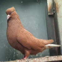 رنگی|پرنده|شوشتر, |دیوار