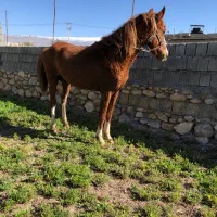 کره نریان ۵نشان