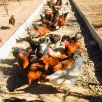 مرغ وخروس محلی