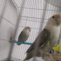 طوطی کوتوله برزیلی